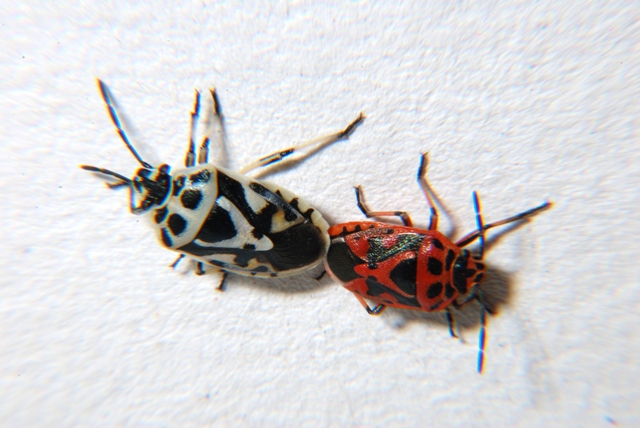 Pentatomidae: Eurydema ornata di Romagna